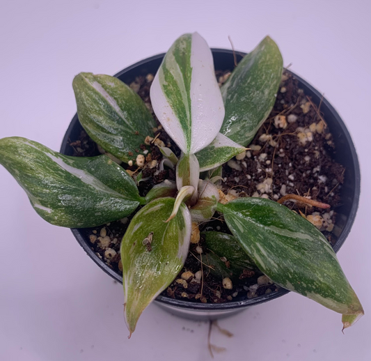 Philodendron White Knight Marble Variegata