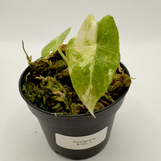 Alocasia Scalprum Albo Variegata
