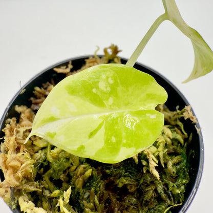 Alocasia Scalprum Albo Variegata