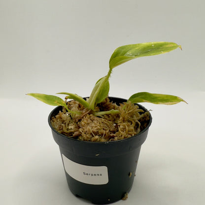Philodendron Serpens