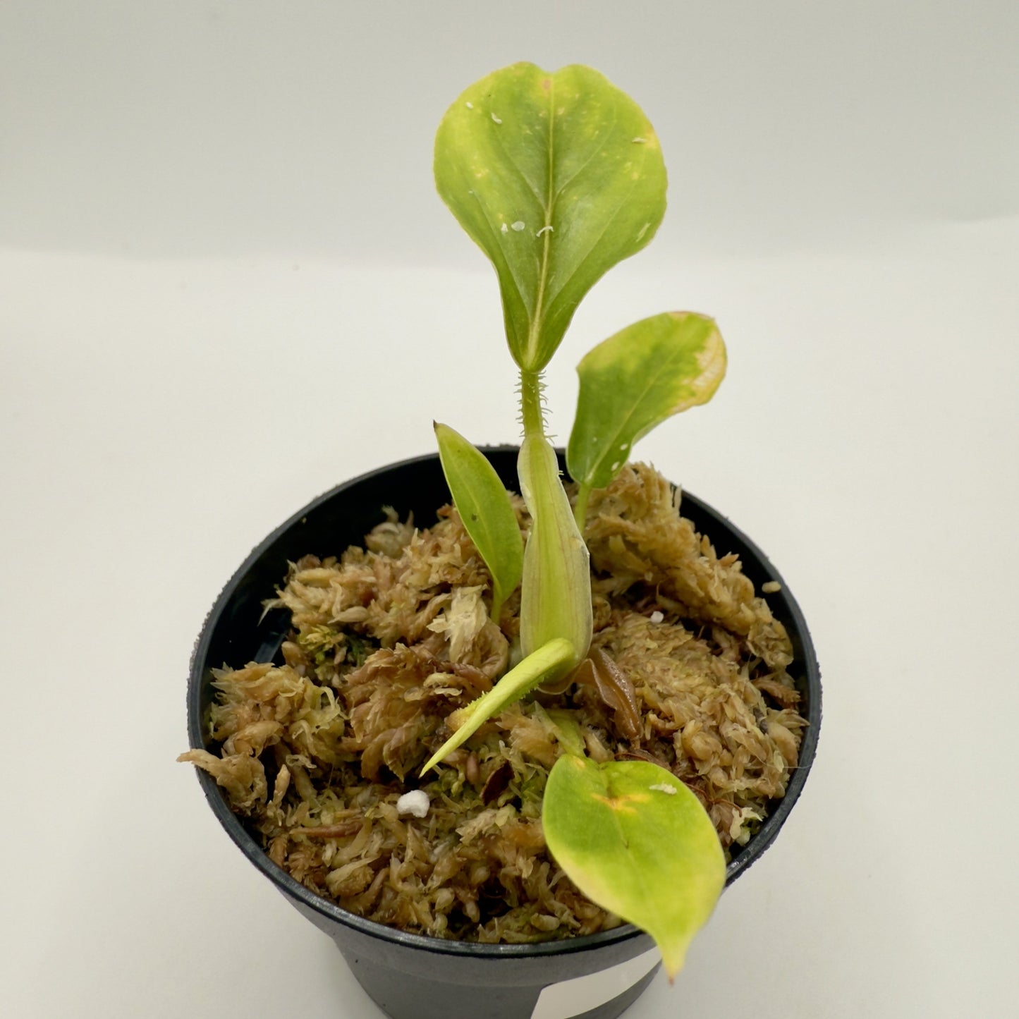Philodendron Serpens