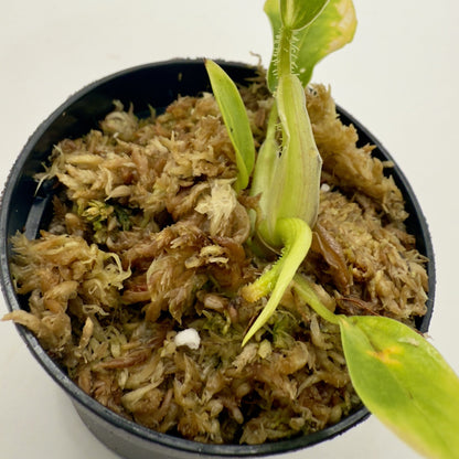 Philodendron Serpens
