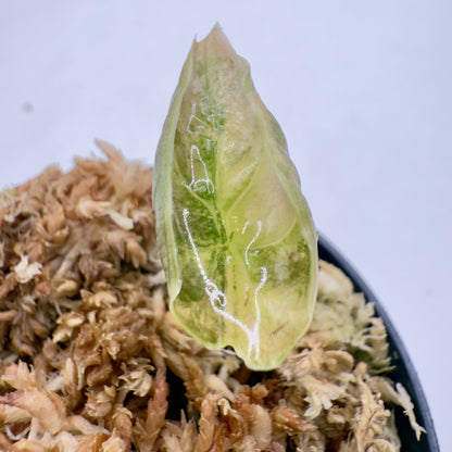 Alocasia Azlanii Aurea Variegata