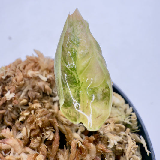 Alocasia Azlanii Aurea Variegata