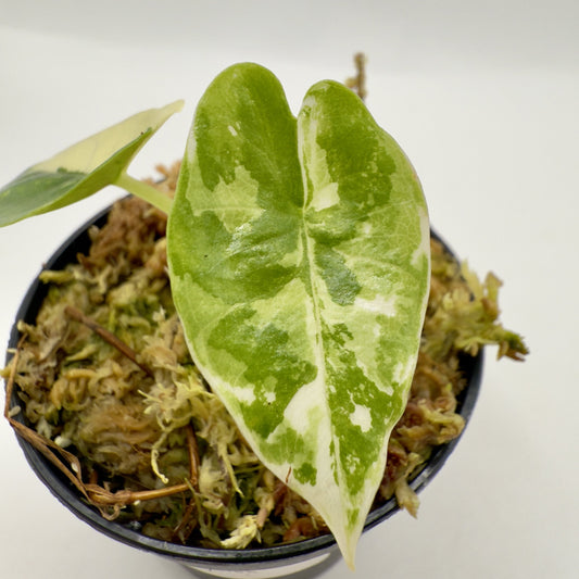 Alocasia Platinum Albo Variegata