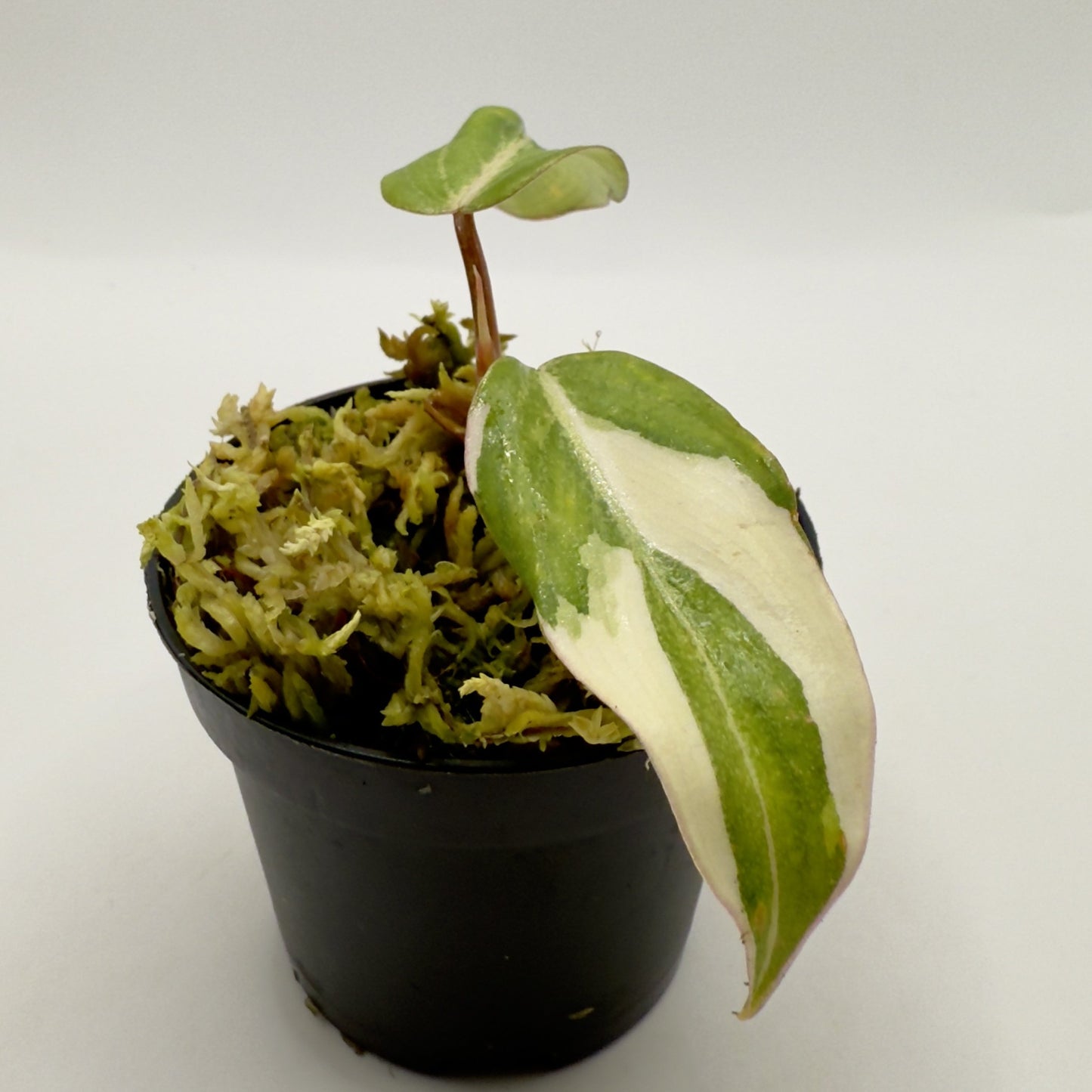 Philodendron Gloriosum Albo Variegated