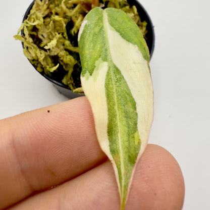 Philodendron Gloriosum Albo Variegated