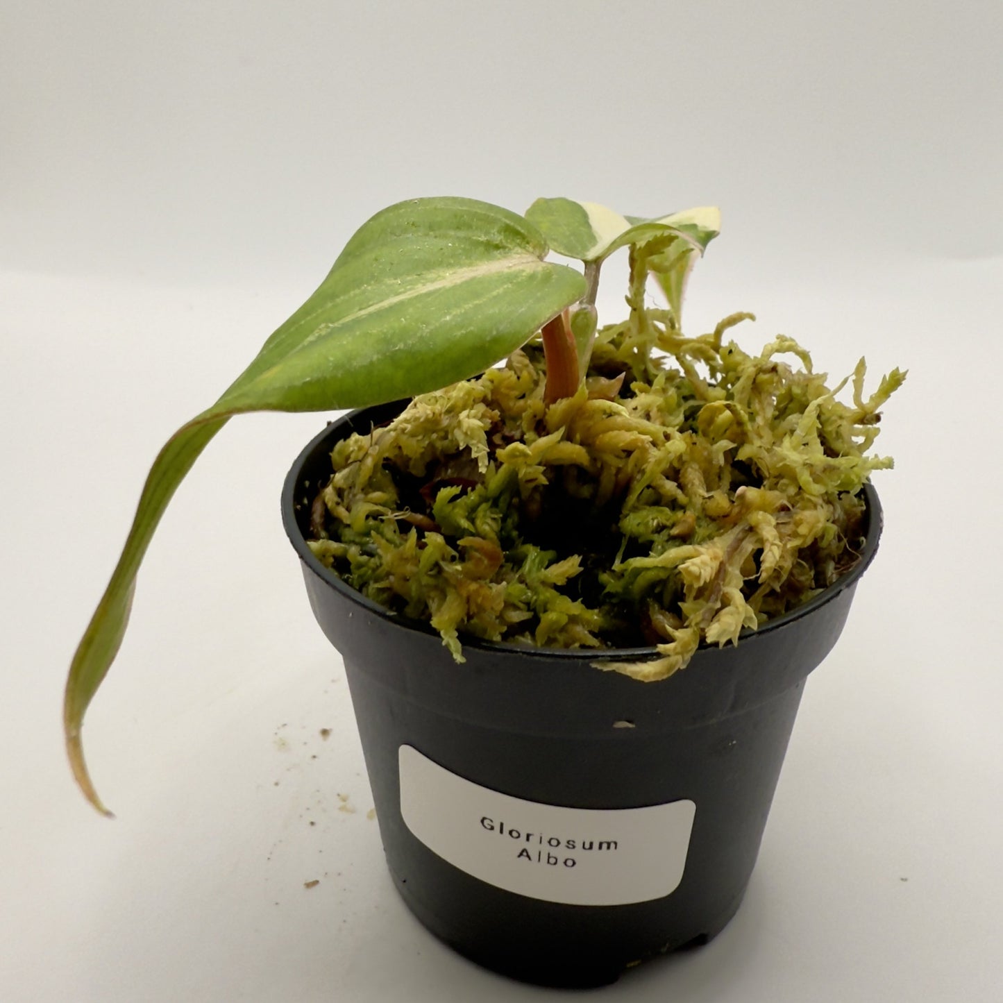 Philodendron Gloriosum Albo Variegated