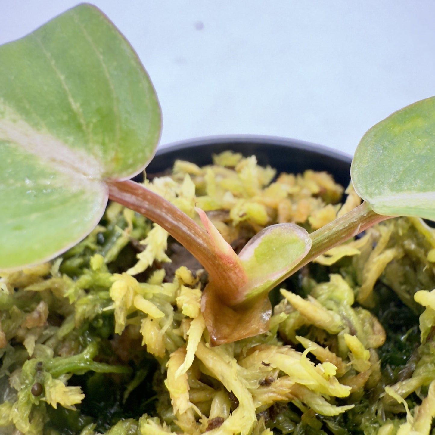 Philodendron Gloriosum Albo Variegated