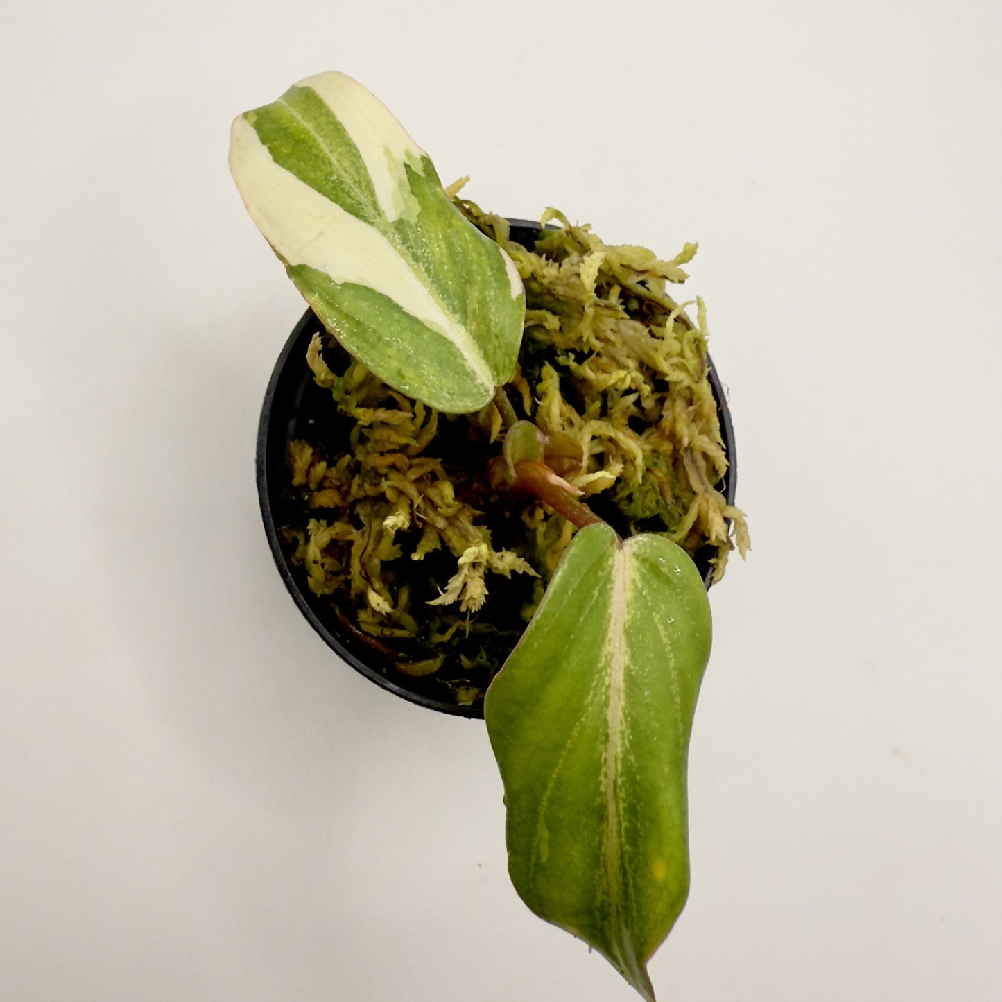 Philodendron Gloriosum Albo Variegated