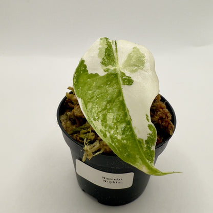 Alocasia Nairobi Nights Variegata
