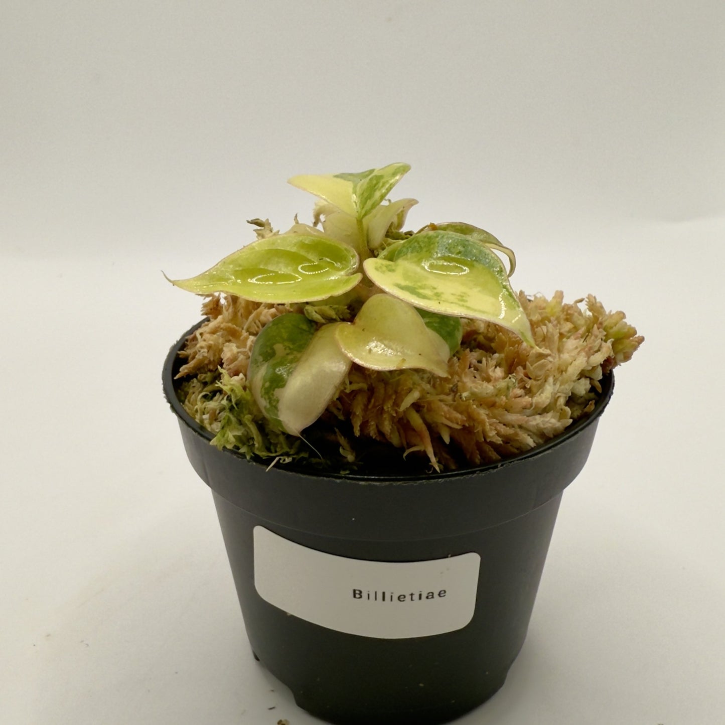 Philodendron Billietiae Variegated