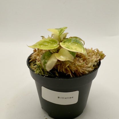 Philodendron Billietiae Variegated