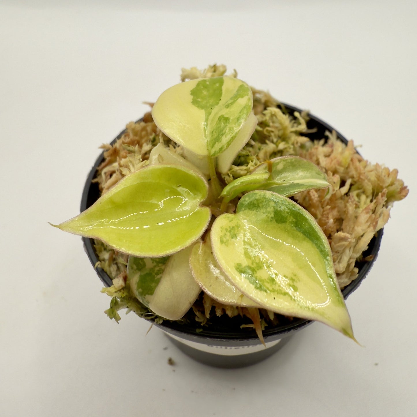 Philodendron Billietiae Variegated