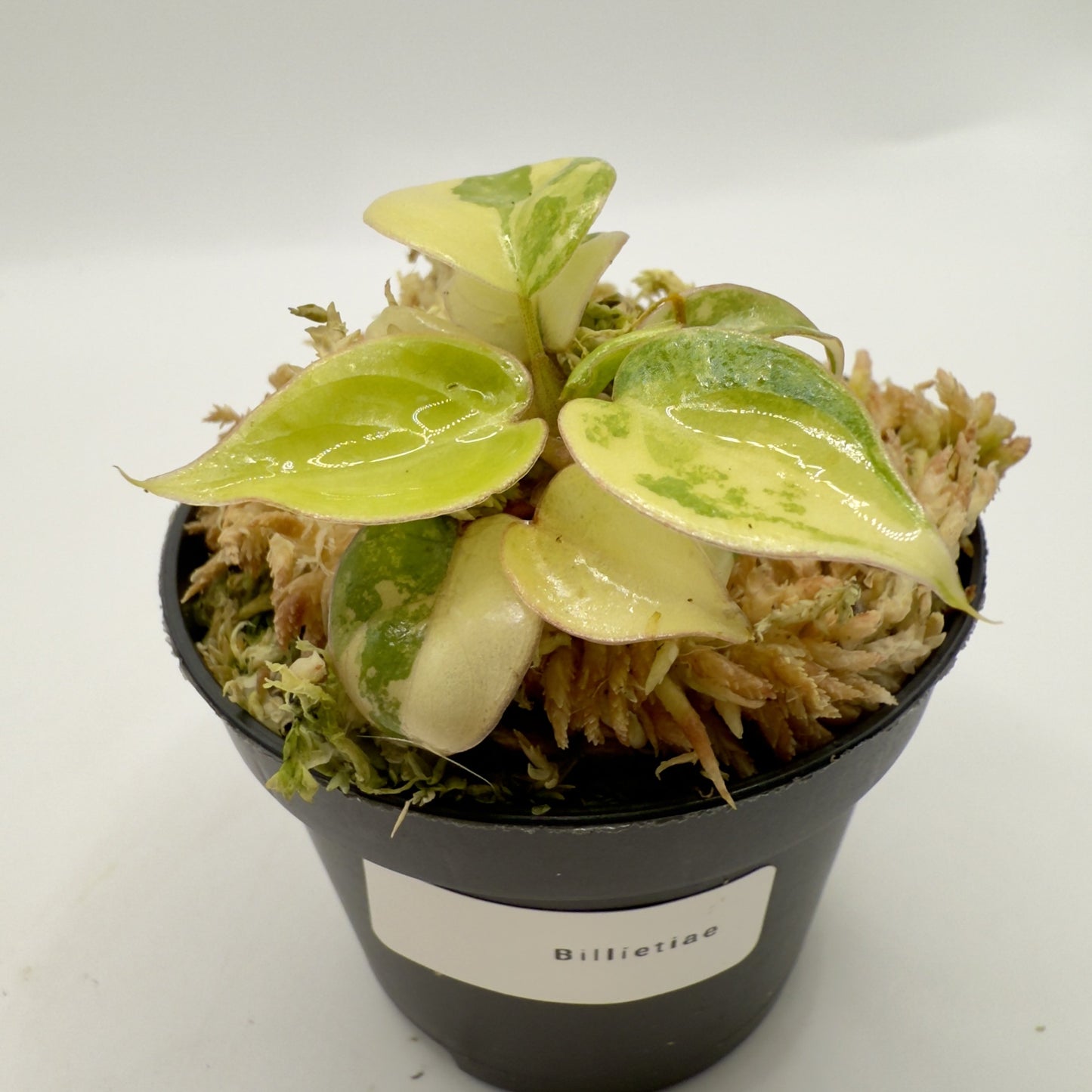 Philodendron Billietiae Variegated