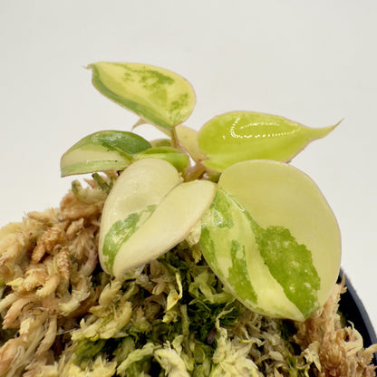 Philodendron Billietiae Variegated