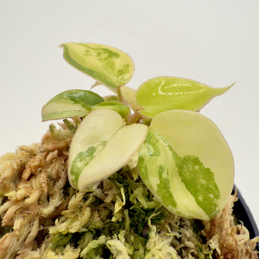 Philodendron Billietiae Variegated