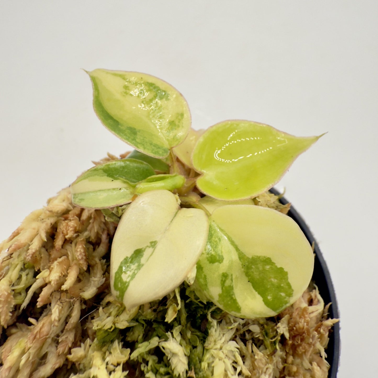 Philodendron Billietiae Variegated