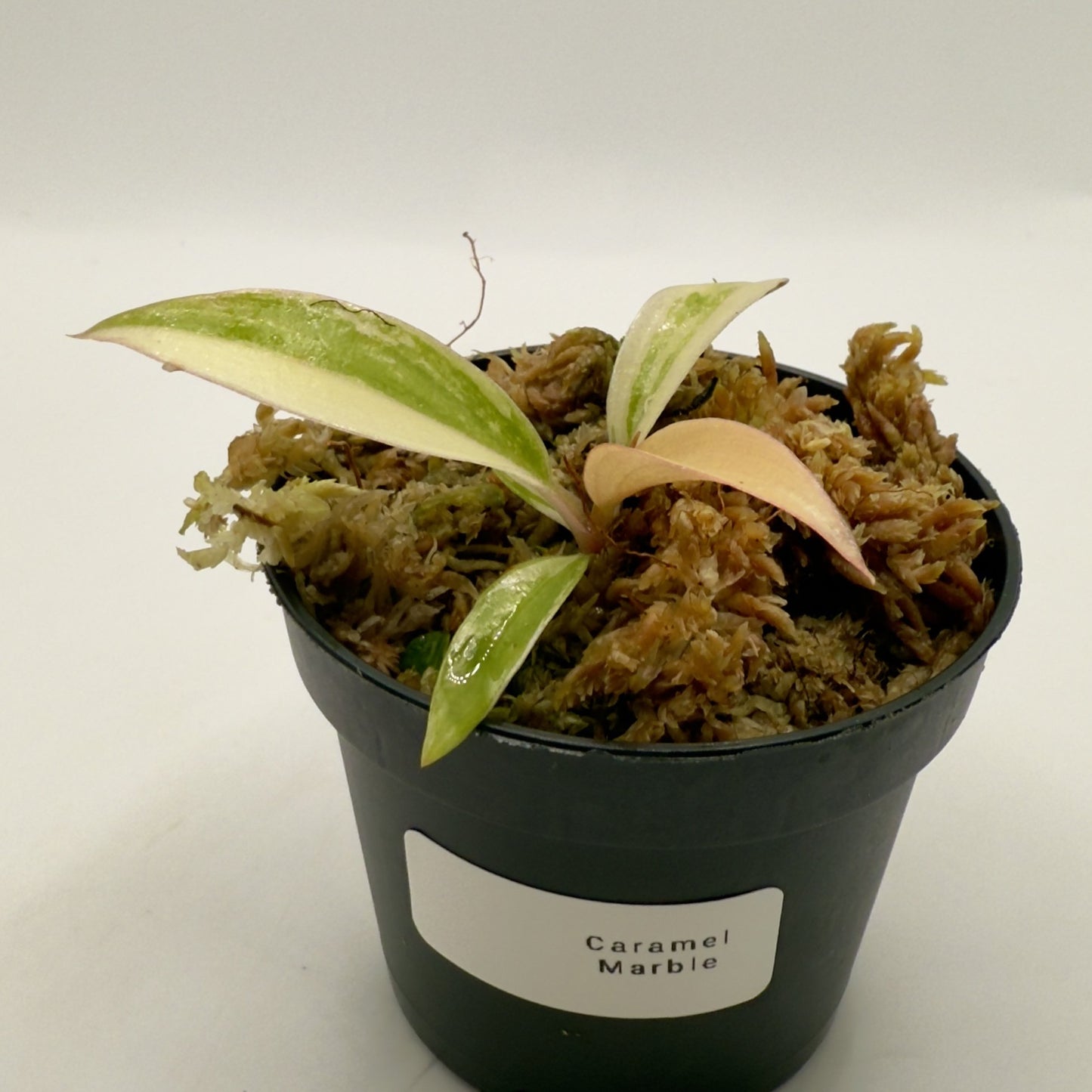 Philodendron Caramel Marble