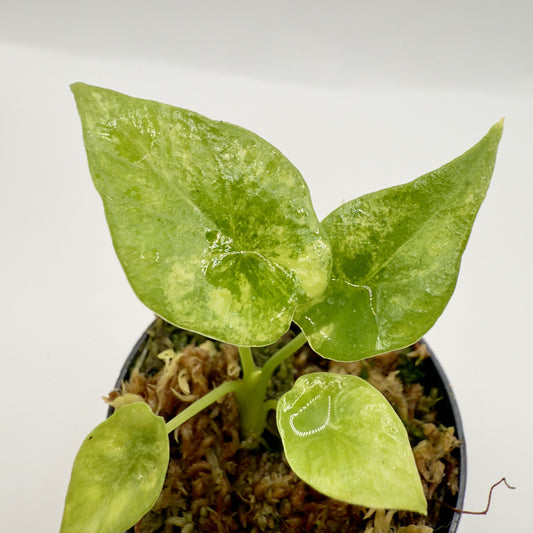 Alocasia Sinuata Aurea Variegata