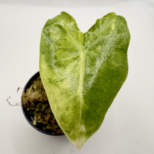 Alocasia Sarian Aurea Variegata