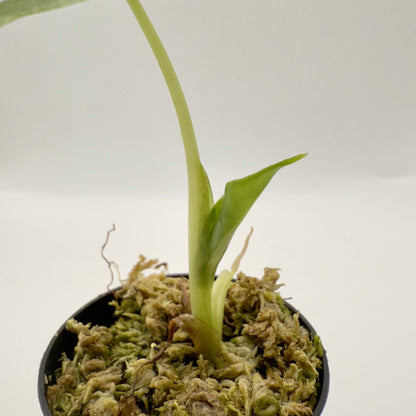 Alocasia Sarian Aurea Variegata