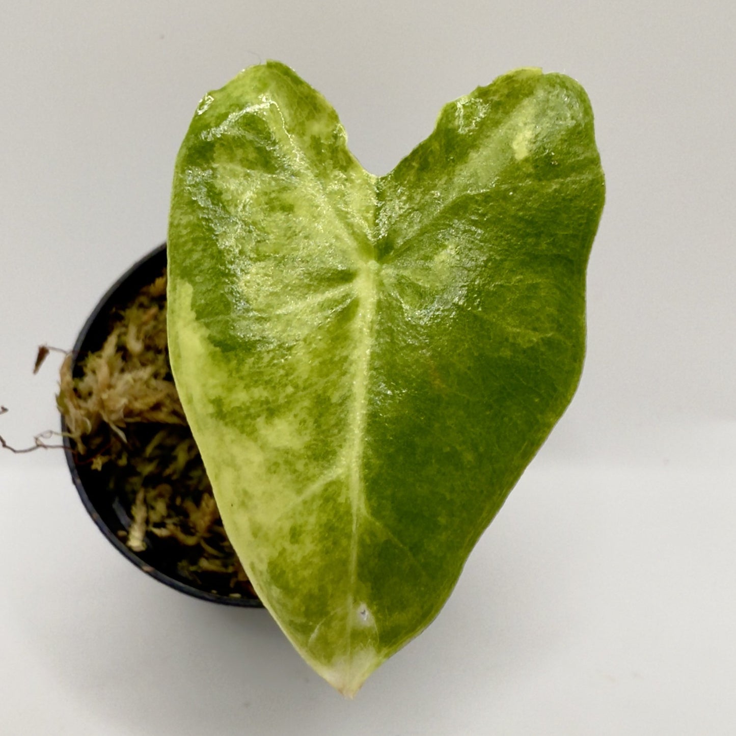 Alocasia Sarian Aurea Variegata