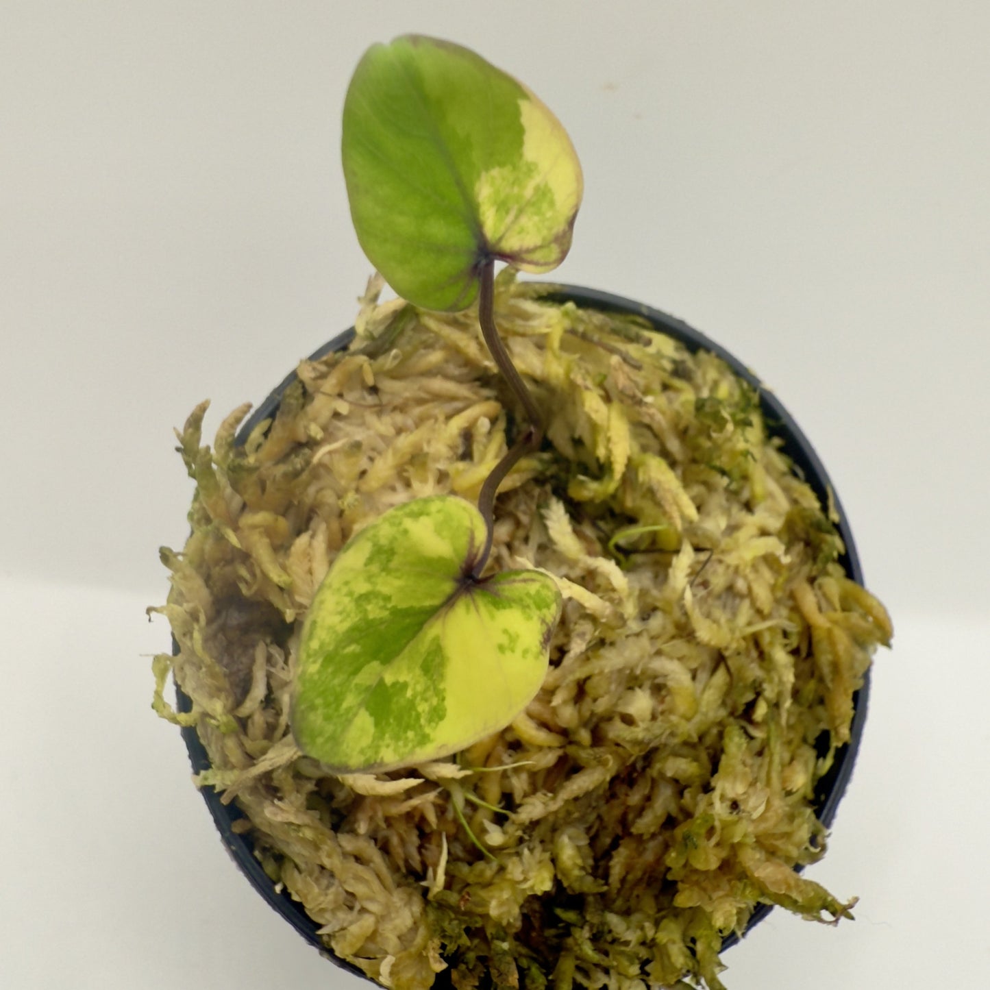 Colocasia Pharaoh's Mask Variegata