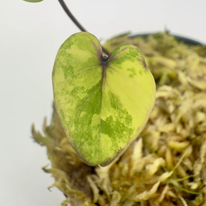 Colocasia Pharaoh's Mask Variegata