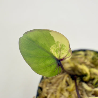Colocasia Pharaoh's Mask Variegata