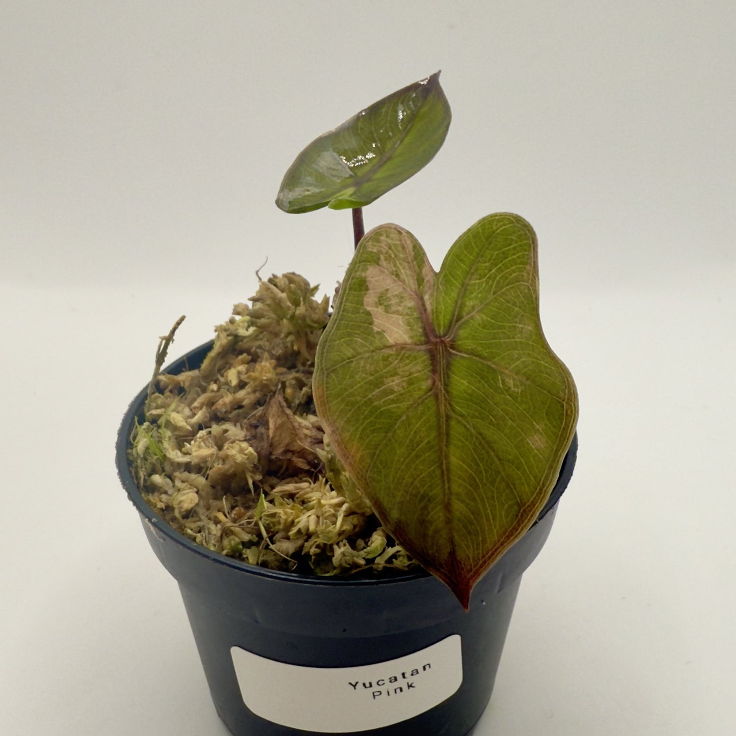 Alocasia Yucatán Princess Pink Variegata