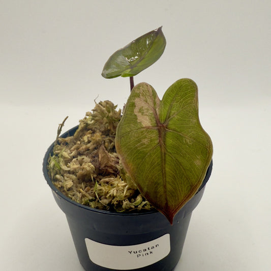 Alocasia Yucatán Princess Pink Variegata