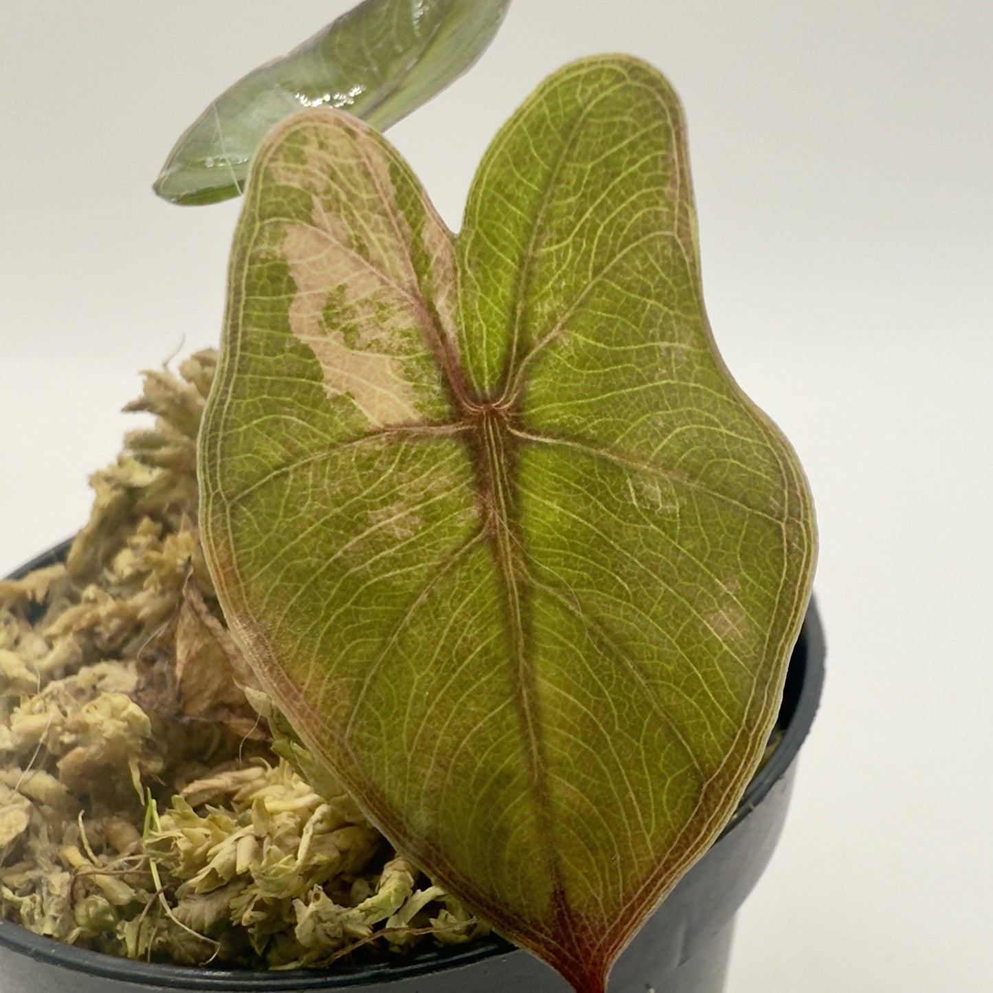 Alocasia Yucatán Princess Pink Variegata