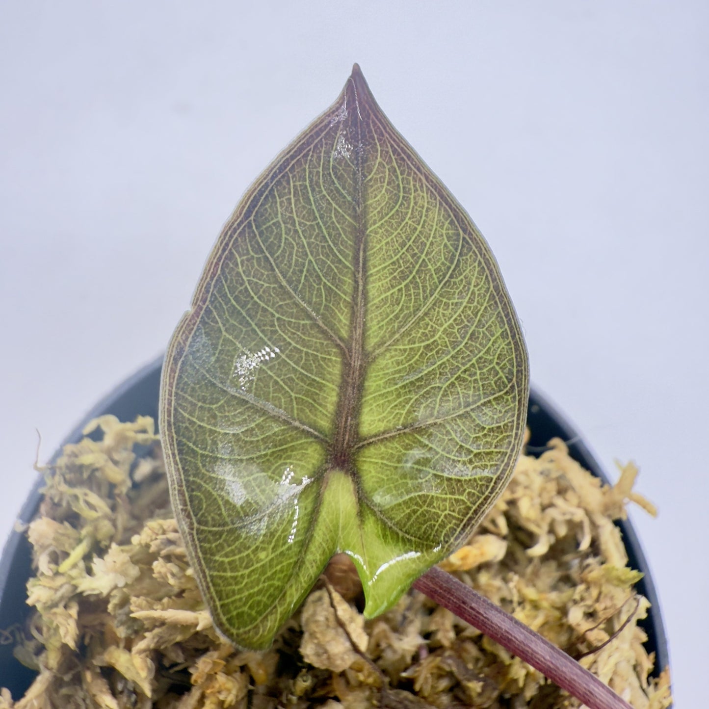 Alocasia Yucatán Princess Pink Variegata