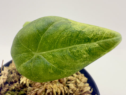 Alocasia Maharani Gold Variegata
