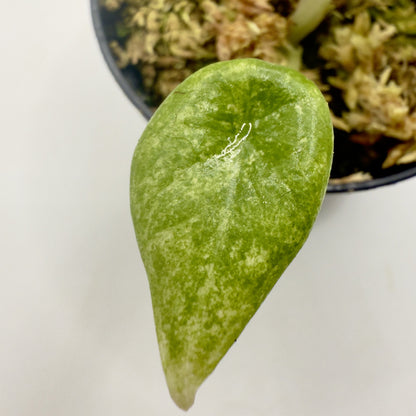 Alocasia Maharani Gold Variegata