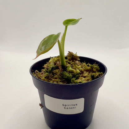Philodendron Spiritus Sancti