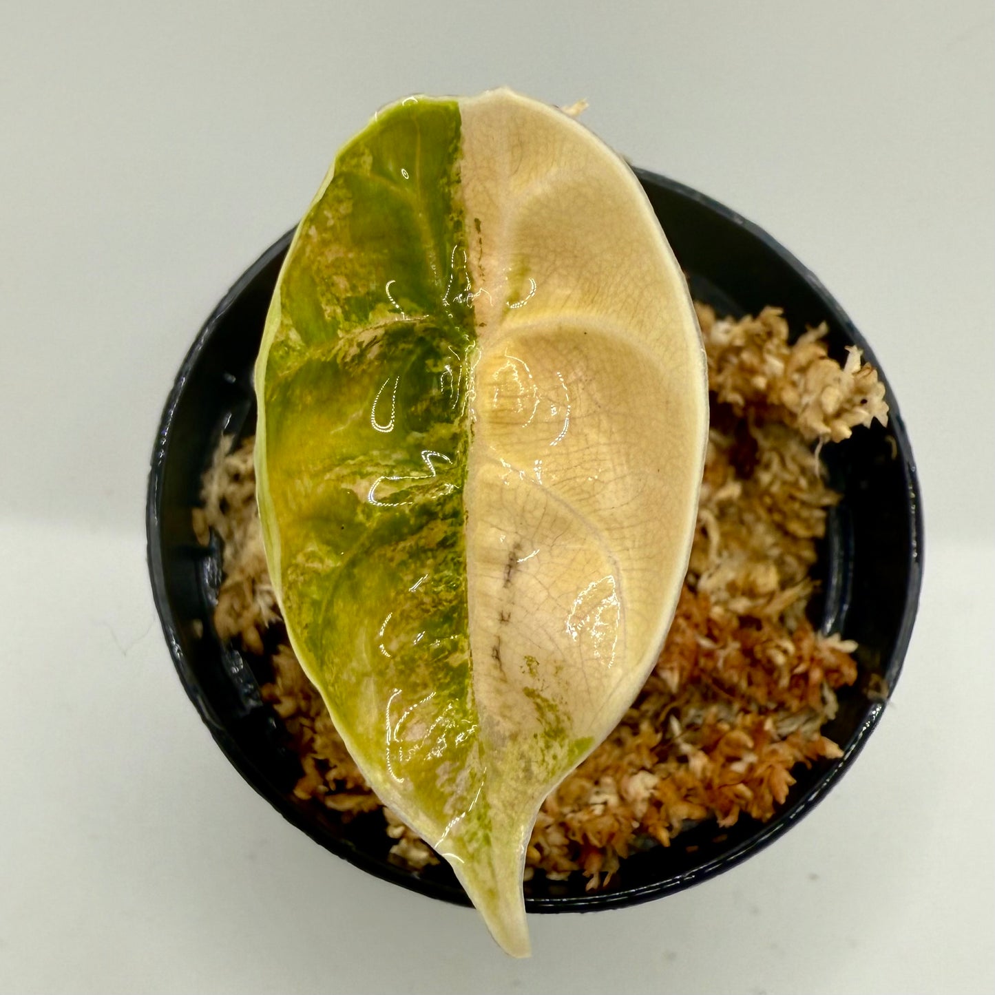Alocasia Azlanii Aurea Variegata