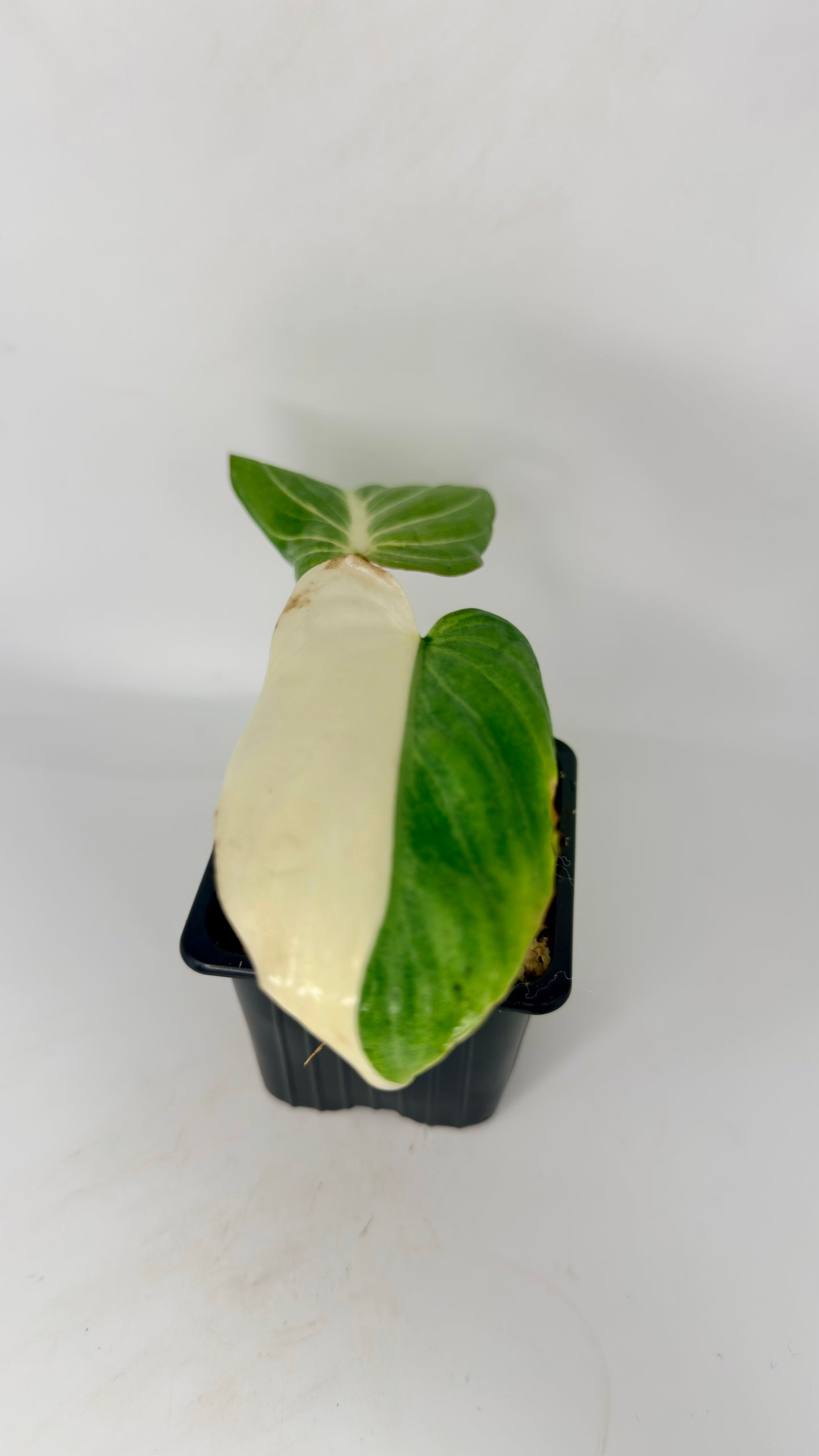 Philodendron Gloriosum Albo Variegated