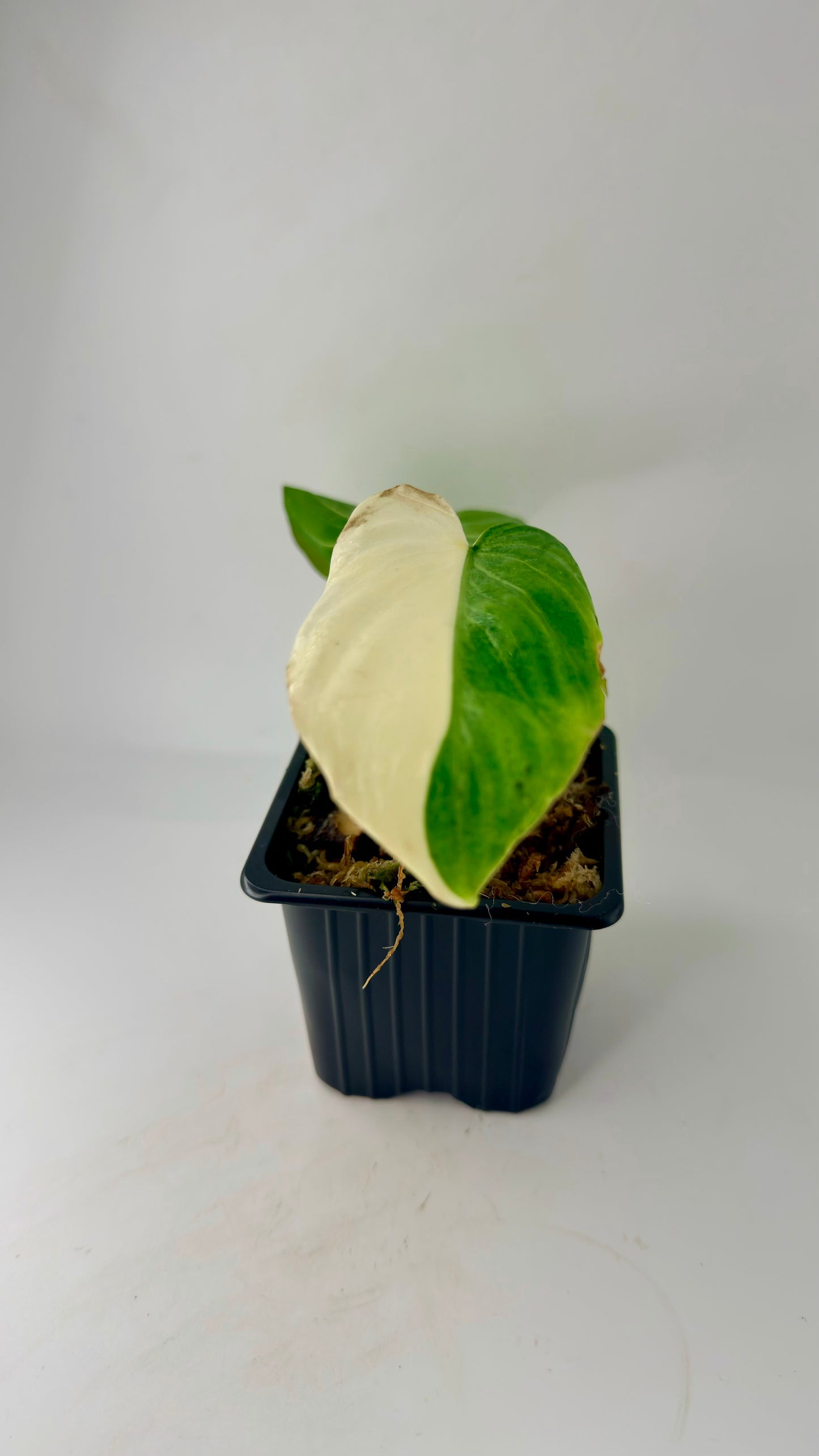 Philodendron Gloriosum Albo Variegated