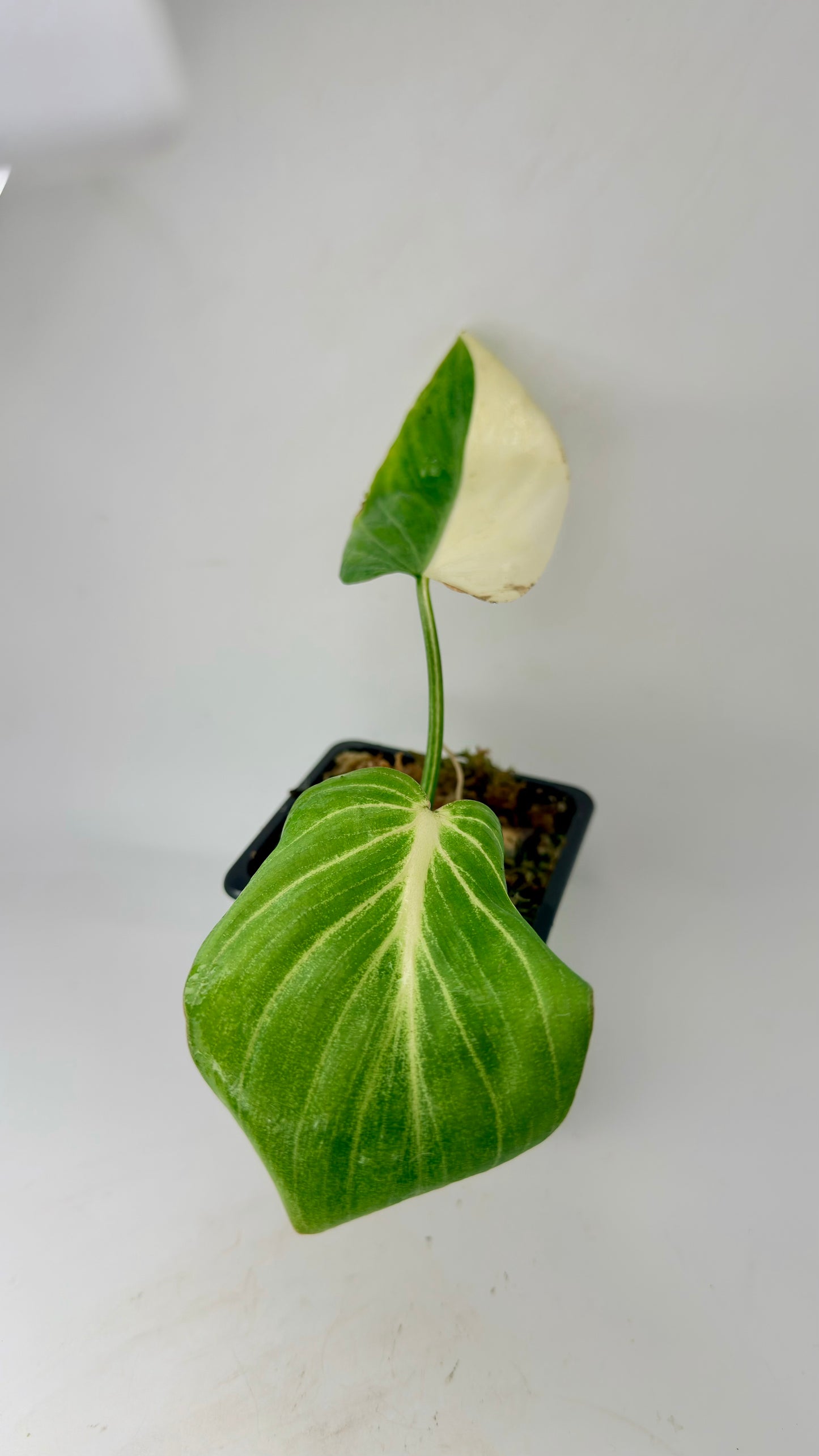 Philodendron Gloriosum Albo Variegated