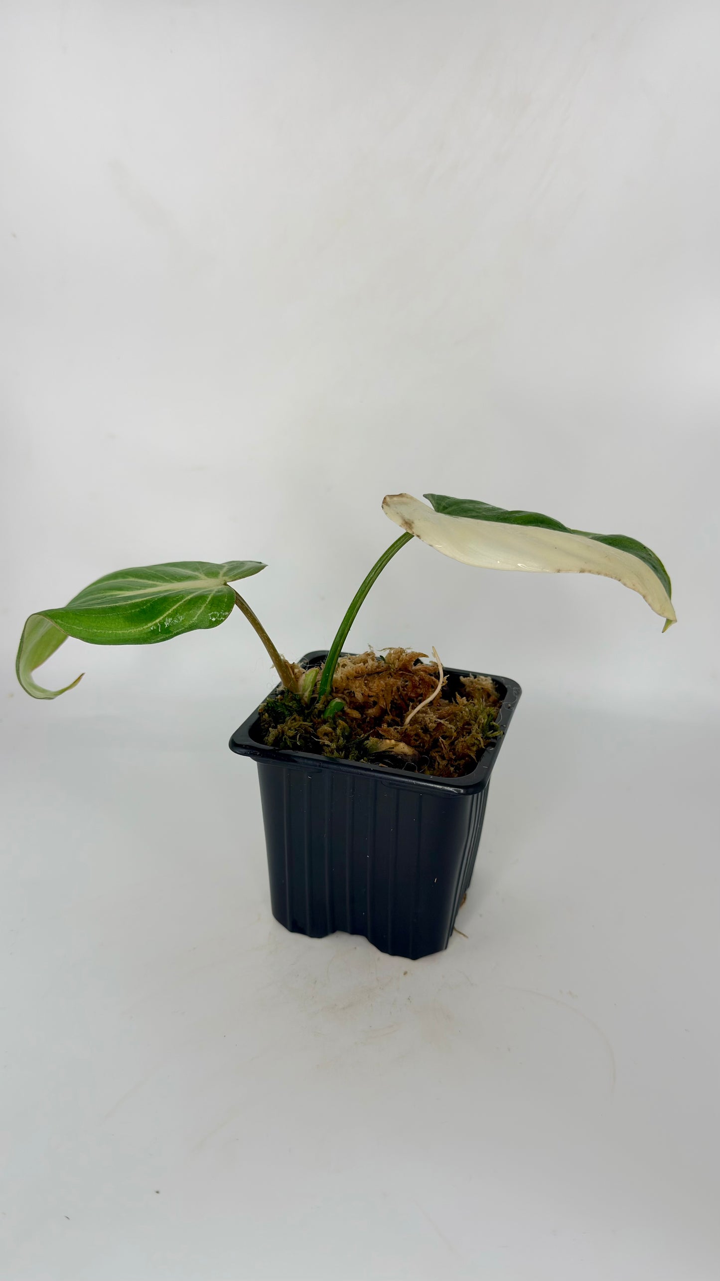 Philodendron Gloriosum Albo Variegated