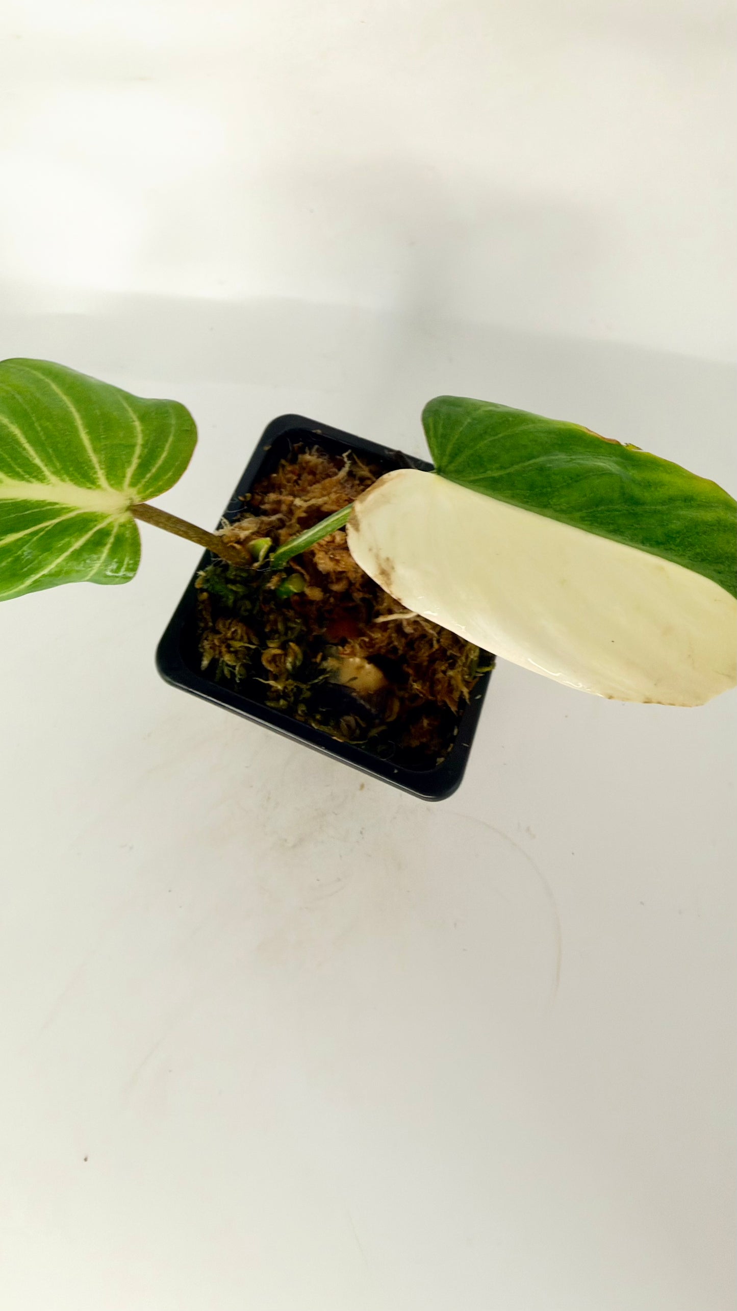 Philodendron Gloriosum Albo Variegated