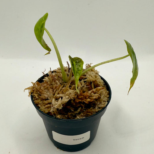 Alocasia Venom
