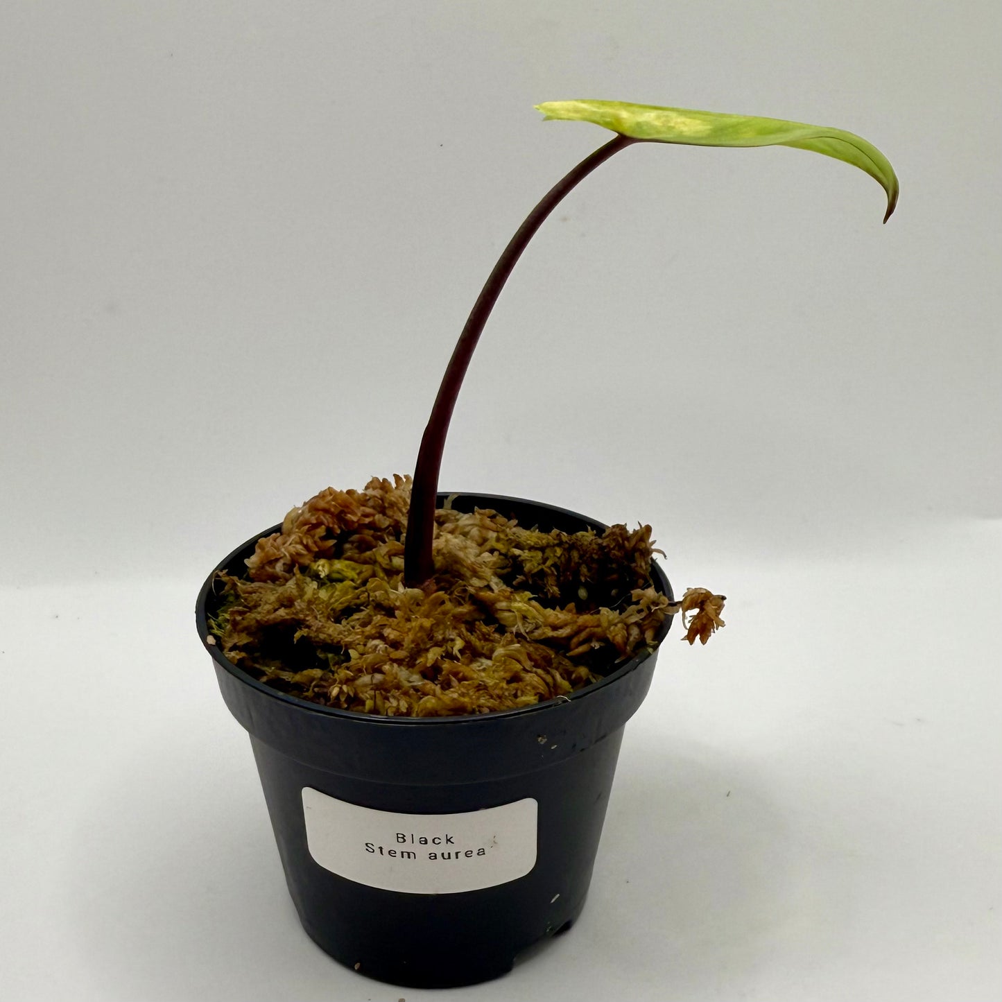 Alocasia Black Stem Aurea Variegata