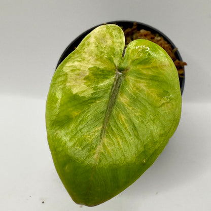 Alocasia Black Stem Aurea Variegata