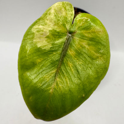 Alocasia Black Stem Aurea Variegata