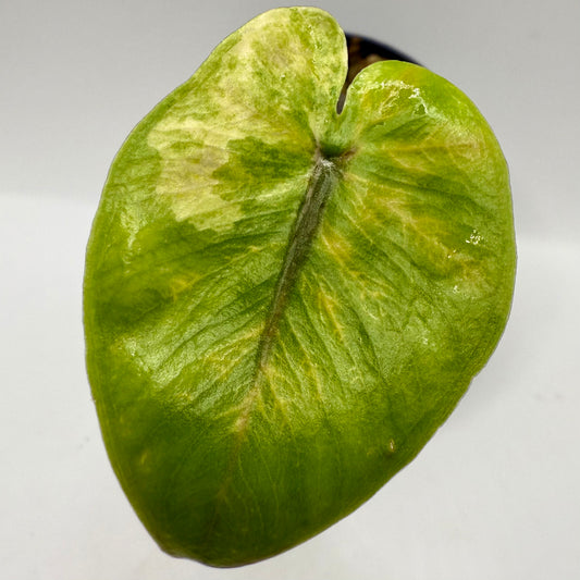 Alocasia Black Stem Aurea Variegata