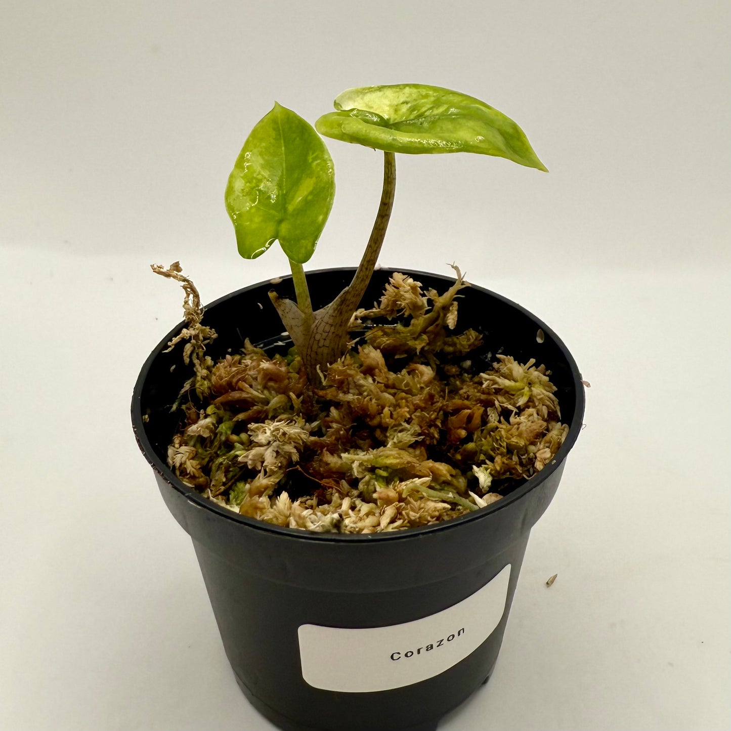 Alocasia Cozarón Aurea Variegata