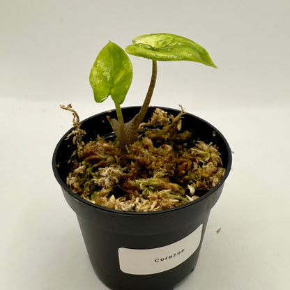 Alocasia Cozarón Aurea Variegata